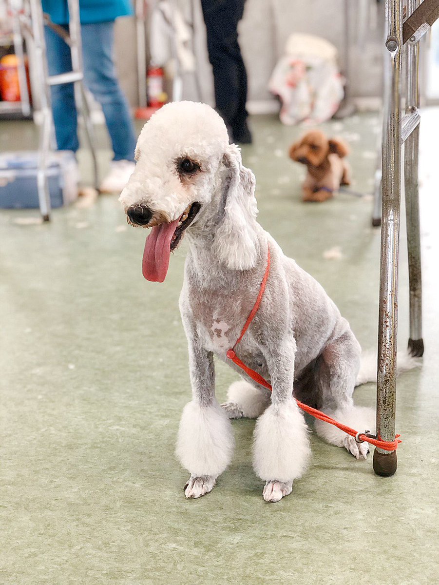 ブレーメン動物専門学校 No Twitter とっても珍しい犬種の ミンクちゃん 何という種類かわかりますか トリミング実習中も終始とっても お利口さんに学生の技術向上のため 協力してくれています トリミング ブレーメン 珍しい 犬種 正解は ベドリントン ブレーメン動物専門学校 No Twitter とっても珍しい犬種の ミンクちゃん 何という種類かわかりますか トリミング実習中も終始とっても お利口さんに学生の技術向上のため 協力してくれています トリミング ブレーメン 珍しい 犬種 正解は ベドリントン