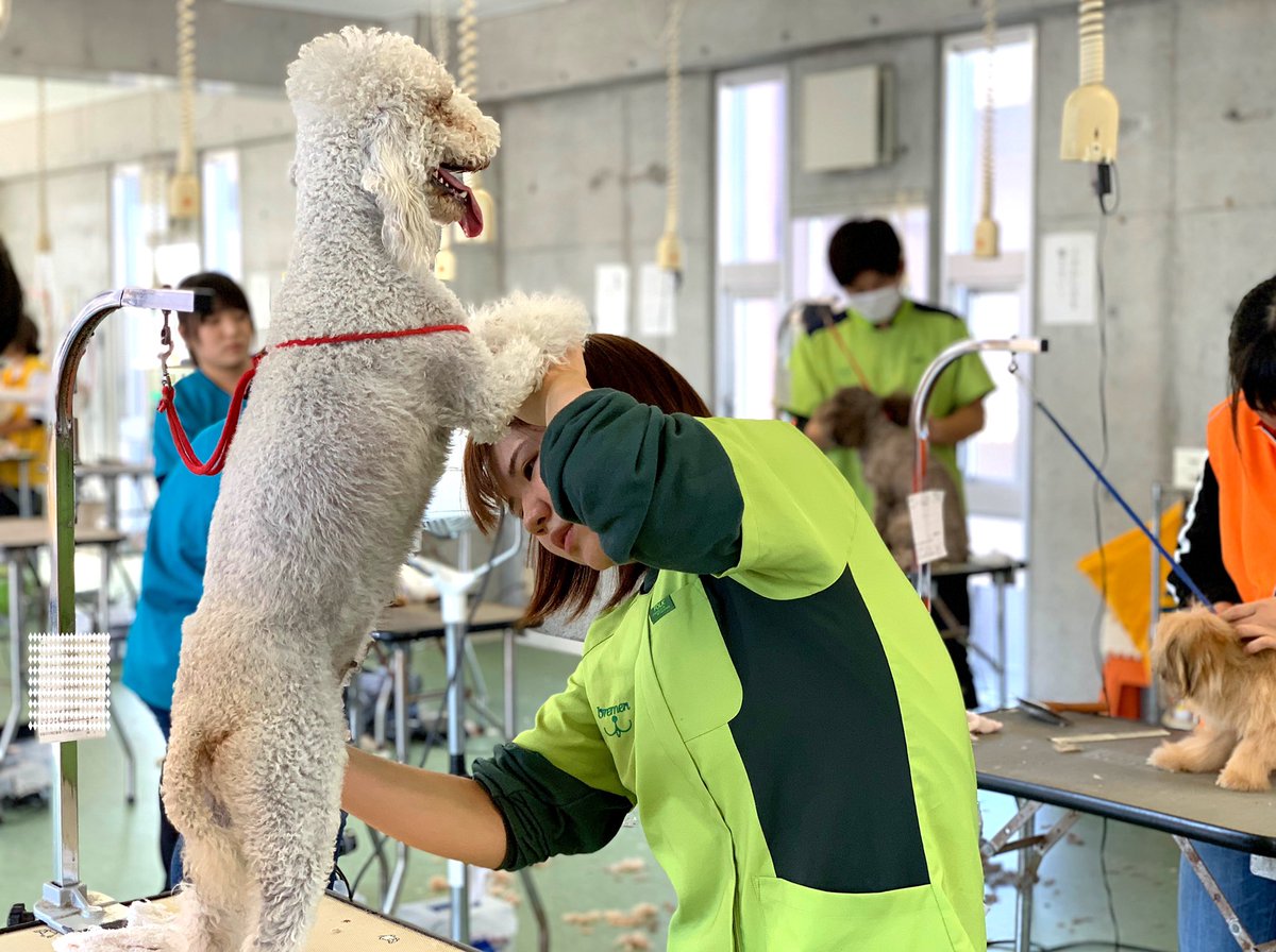 ブレーメン動物専門学校 No Twitter とっても珍しい犬種の ミンクちゃん 何という種類かわかりますか トリミング実習中も終始とっても お利口さんに学生の技術向上のため 協力してくれています トリミング ブレーメン 珍しい 犬種 正解は ベドリントン ブレーメン動物専門学校 No Twitter とっても珍しい犬種の ミンクちゃん 何という種類かわかりますか トリミング実習中も終始とっても お利口さんに学生の技術向上のため 協力してくれています トリミング ブレーメン 珍しい 犬種 正解は ベドリントン