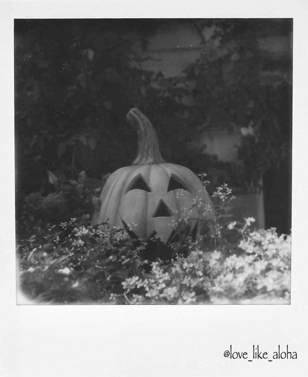 love_like_aloha's tweet image. 今日も一日お疲れ様です🎃

Polaroid SX-70

#ポラロイドオリジナルズ　
#polaroidoriginals 
#Polaroid
#ポラロイド