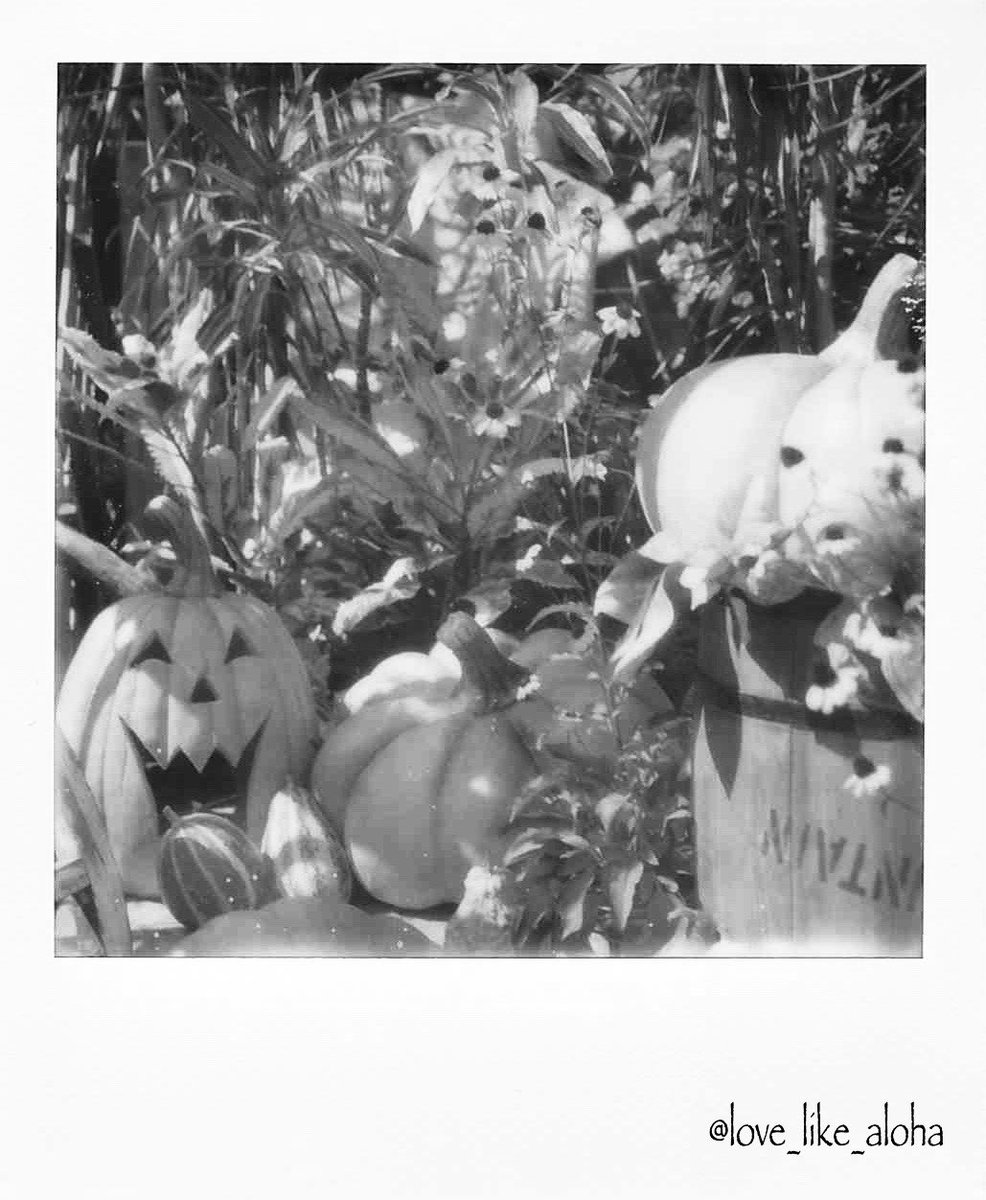 love_like_aloha's tweet image. 今日も一日お疲れ様です🎃

Polaroid SX-70

#ポラロイドオリジナルズ　
#polaroidoriginals 
#Polaroid
#ポラロイド