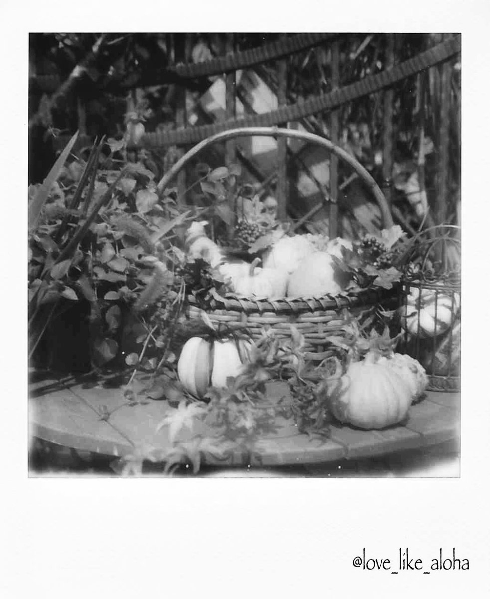 love_like_aloha's tweet image. 今日も一日お疲れ様です🎃

Polaroid SX-70

#ポラロイドオリジナルズ　
#polaroidoriginals 
#Polaroid
#ポラロイド