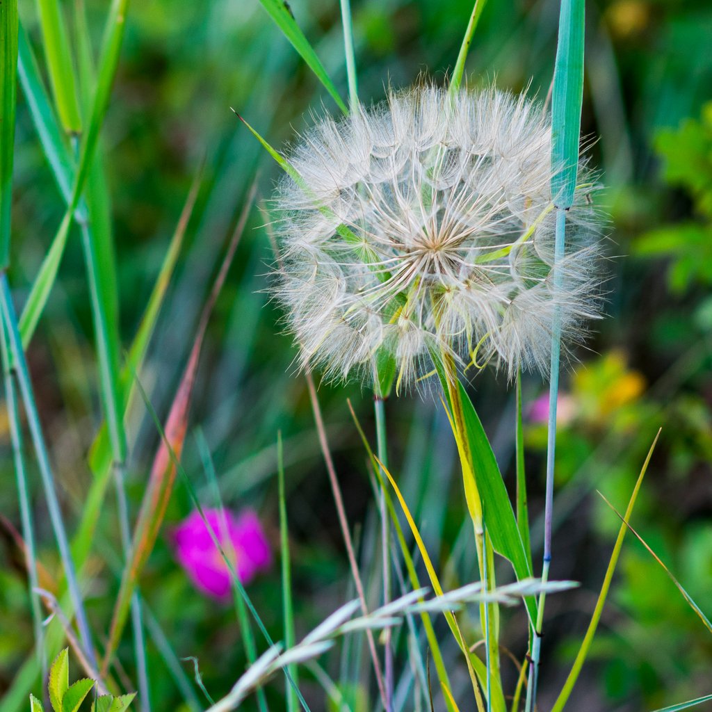 Fact_Of_Sadness's tweet photo. IG: https://t.co/BcP8eXKq6G

#thefactoryofsadness #nikond3400 #nature #naturephotography #naturelovers #outdoors #hobbyphotography https://t.co/7JvwFGPLMY