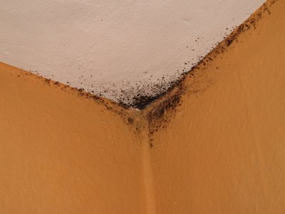 Black mold in your home can cause asthma-like symptoms and sinus infections:  goo.gl/O2yXdV