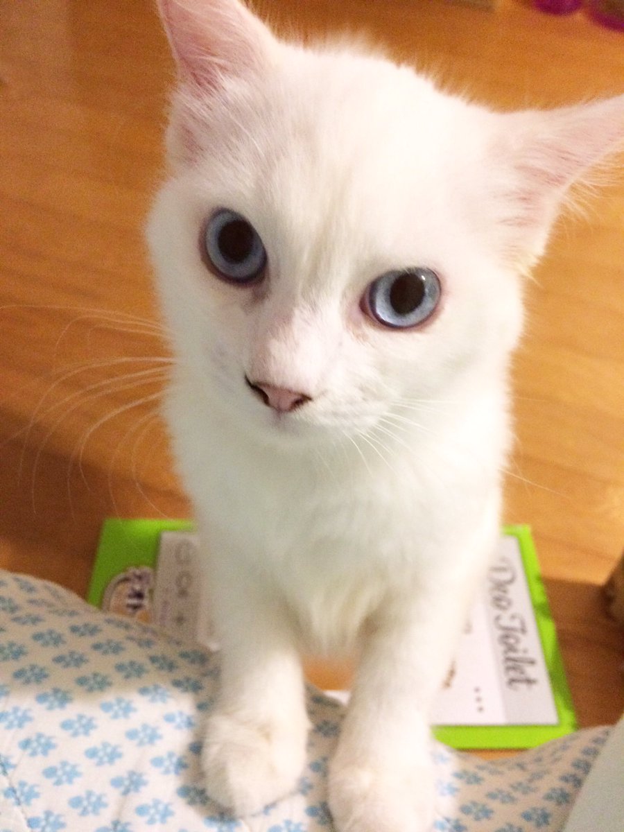吾輩はヌコである 名前はまだにゃい 早々白猫になって記念写真です お陰様 Mog Nekoのイラスト 吾輩はヌコである 名前はまだにゃい 早々白猫になって記念写真です お陰様 Mog Nekoのイラスト