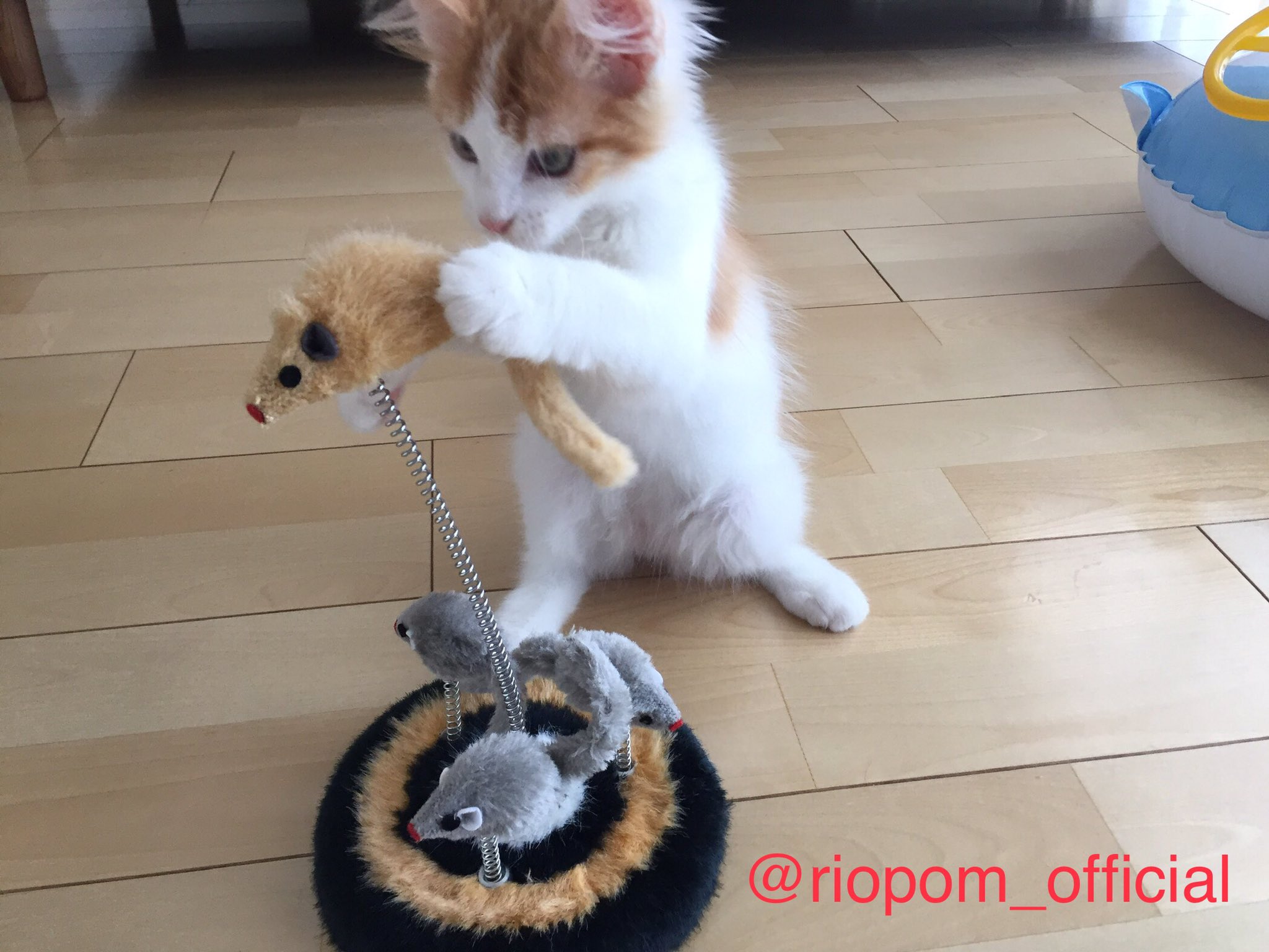笑える動物画像 Twitter Search Twitter