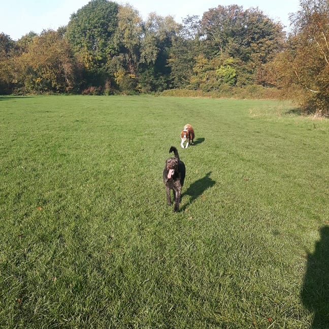 BorderCollieRed's tweet image. Morning walk 🐕🌲🌳🍄🍁🍂 #mornings #dogs #dogsoftwitter #bordercollieoftwitter #Labradoodle