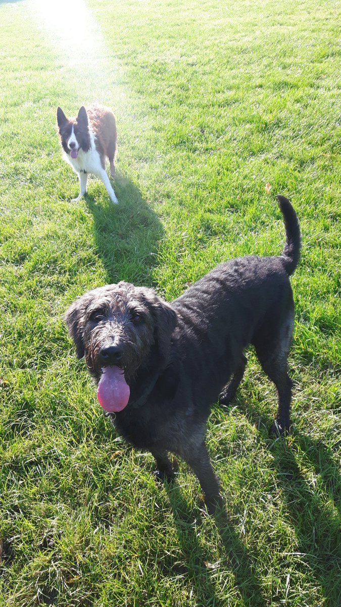 BorderCollieRed's tweet image. Morning walk 🐕🌲🌳🍄🍁🍂 #mornings #dogs #dogsoftwitter #bordercollieoftwitter #Labradoodle