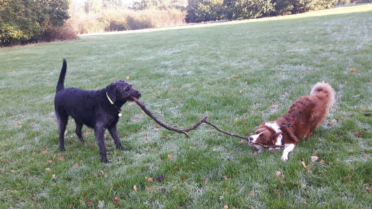 BorderCollieRed's tweet image. Morning walk 🐕🌲🌳🍄🍁🍂 #mornings #dogs #dogsoftwitter #bordercollieoftwitter #Labradoodle