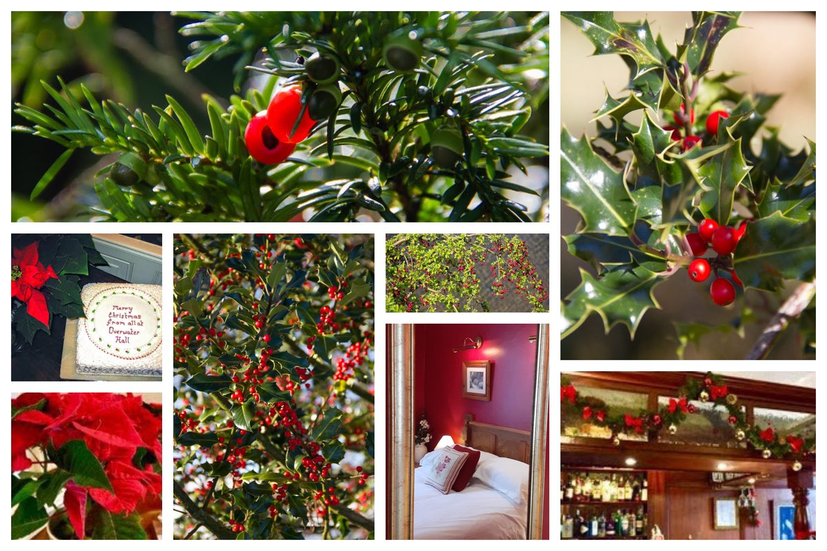 overwater_hall's tweet photo. Advent Calendar! ...and the contrast of the blazing red and green! #winterwonderland #theplacetobe https://t.co/QfG1vUx1Px