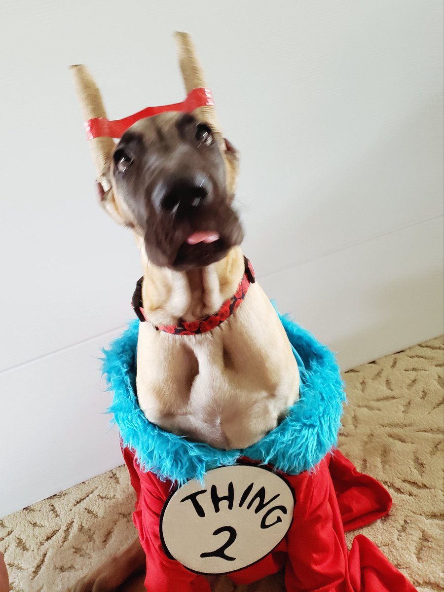 'Today you are you, that is truer than true. There is no one alive that is youer than YOU' 💙❤💙 #thing1thing2 #drseussquotes #halloween #puppy
@dog_rates @dogcelebration 

#greatdane #bluegreatdane #FergusTheBlueGreatDane #greatdanes #dogs #giantbreed #dogsoftwitter