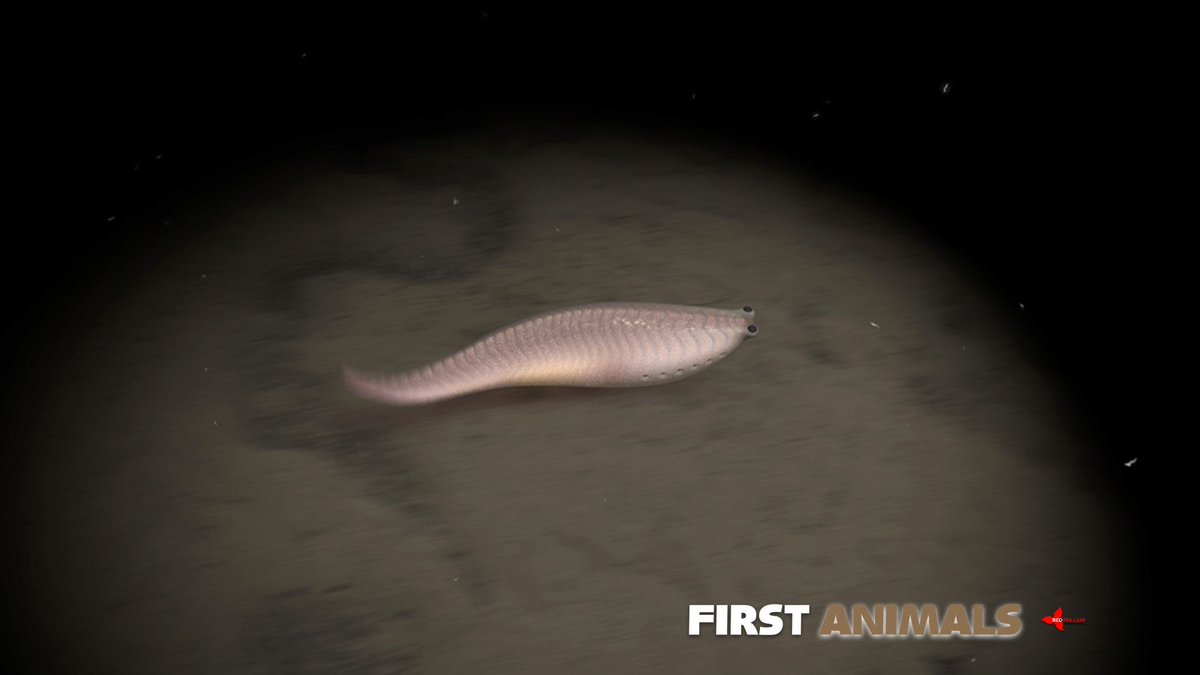 The fossils of the Burgess Shale are so amazing because they preserve soft tissues from animals that lived over 500 million years ago. The First Animals were all invertebrates except for a tiny creature called Metaspriggina buff.ly/2prAVEA