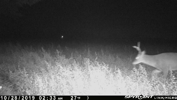 From my SPYPOINT Link camera