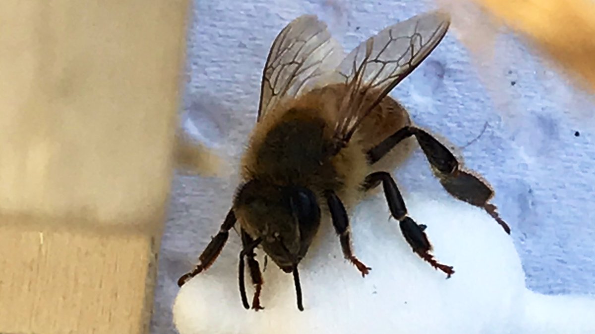 EDoorish's tweet photo. Had a fantastic dream last night, I wrote a childrenβs book called βThe Bee who stayed for Teaβ.
It was about how to help little bees that need assistance :)
Whilst recalling my dream this morning in the garden, this little one landed in my lap π
#beeneeds #beedreams #bee&bee https://t.co/Efma0gIeFe