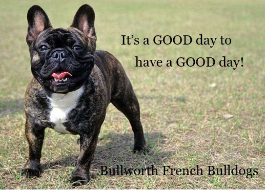 Quotes About French Bulldogs تويتر \ Bullworth French Bulldogs على تويتر: "It's A Good Day To Have A  Good Day! 🌞 Happy Monday! Bullworth French Bulldogs (713) 504-0800 And  (817) 517-3304 Https://T.co/Nbmkrxo766 . . #Bullworthfrenchbulldogs  #Mondaymotivation #