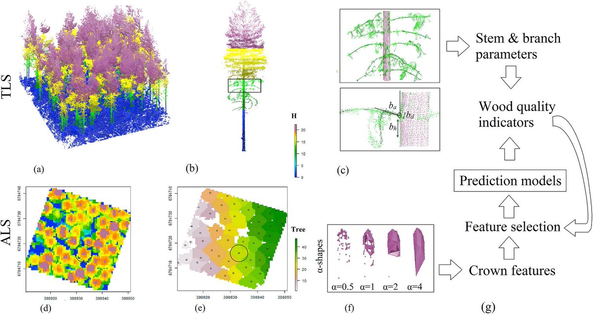 ninni_saarinen's tweet photo. By fusing #TLS and #ALS point clouds variability of wood properties can be predicted w/ tree- and stand-level indicators. Canopy closure was found an important feature for characterizing variation in wood properties.
https://t.co/eUCk5yf9TE
#openaccess #lidar #coelasr https://t.co/DTsdiEbeNZ