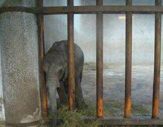 huddleston_joan's tweet photo. ..@ChineseZimbabwe Pls cease import of baby elephants from Zimbabwe. there is pending litigation &amp; now that @CITES has made it illegal to imprison  more for exports, this just brings shame to your country.   https://t.co/oveHr6N7j6