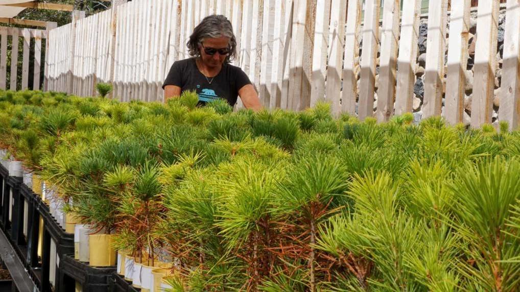 UCDavisResearch's tweet photo. "These survivors matter." #UCDavis forest biologist Patricia Maloney is raising 10,000 sugar pine seedlings descended from trees that survived California's historic drought. She hopes they hold clues to #Climate #Resilience. Read more: https://t.co/11XoT1CTzu https://t.co/k6sl2NndRe