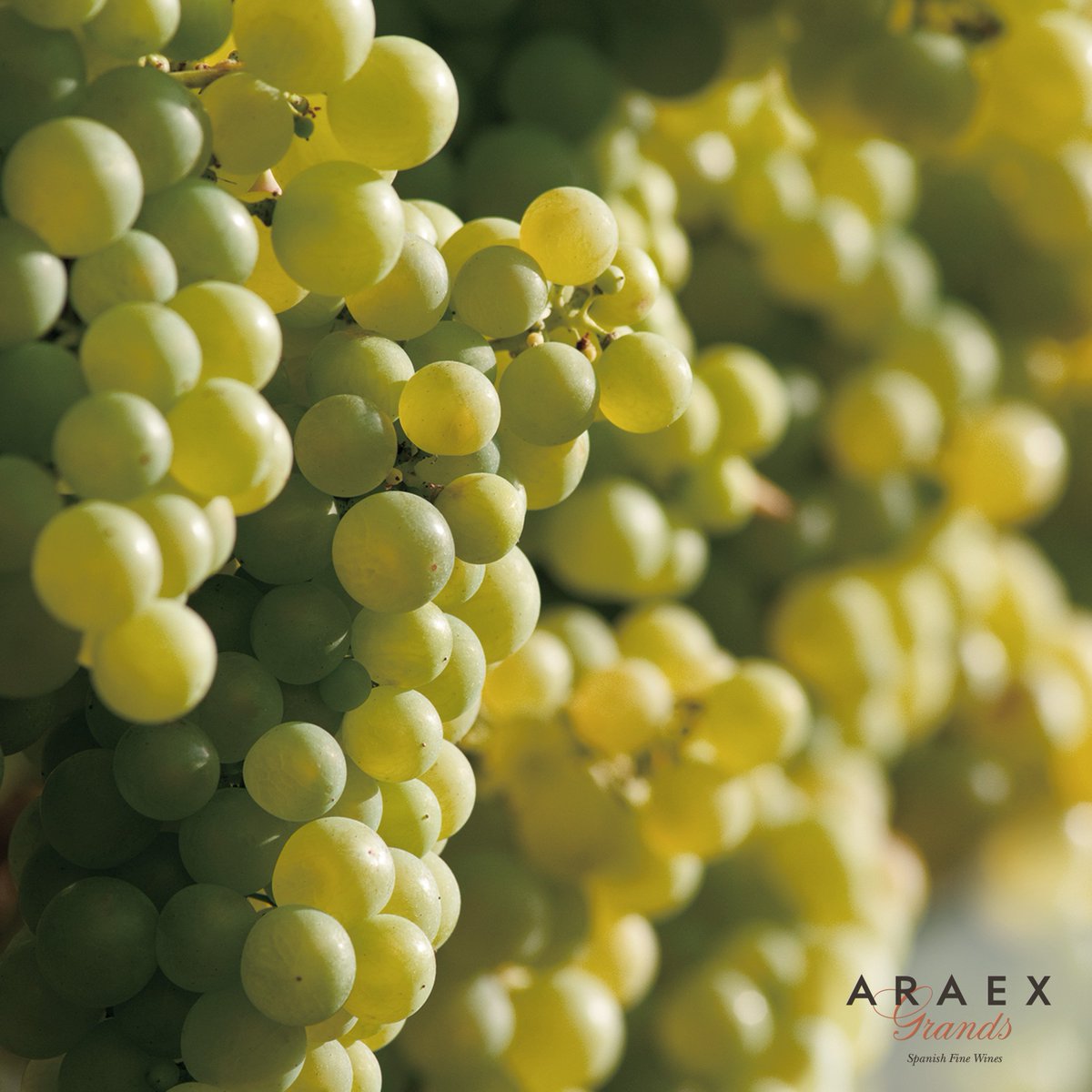 AraexSFW's tweet photo. La uva que da paso a la creación de los cavas de Villa Conchi. Un vino espumoso, elegante y fresco en homenaje a una mujer que siempre fue fuente de inspiración en elegancia y distinción. #araexgrands #grandwinners https://t.co/d8nTmeEO28