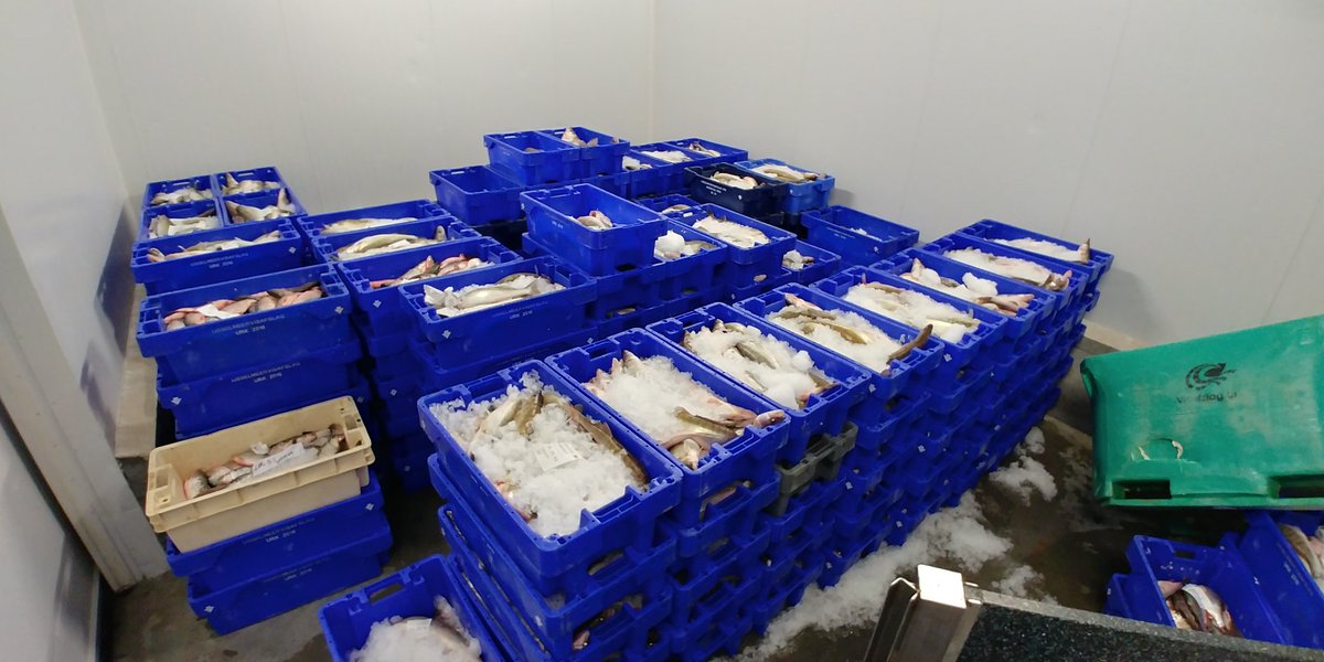 De vangsten van de ijsselmeervissers zijn super
En dat is natuurlijk ook positief voor de afslag.