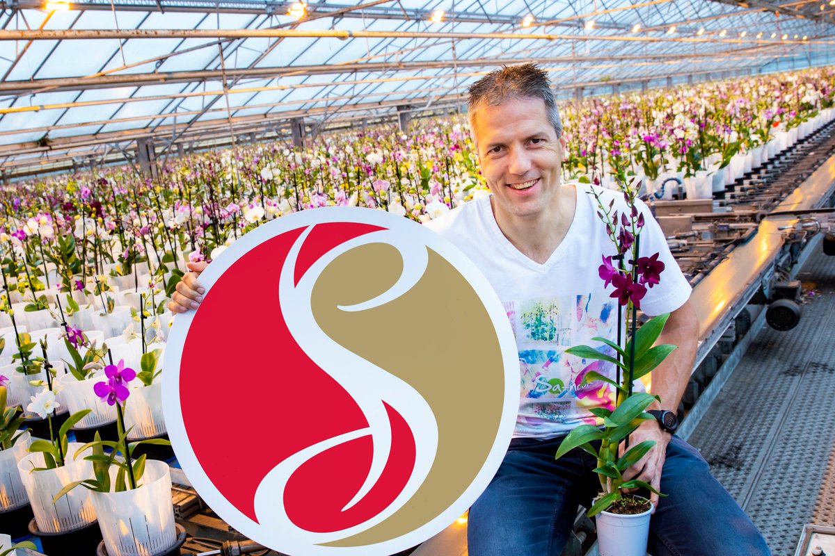 Groot nieuws! Dendrobiumkwekerij Fransen Orchideeën in Maasland is een partnership aangegaan met veredelaar Suphachadiwong Orchids. Met het partnership willen beide bedrijven het marktaandeel van de Dendrobium Sa-nook® vergroten. Meer weten? We vertellen u graag meer!