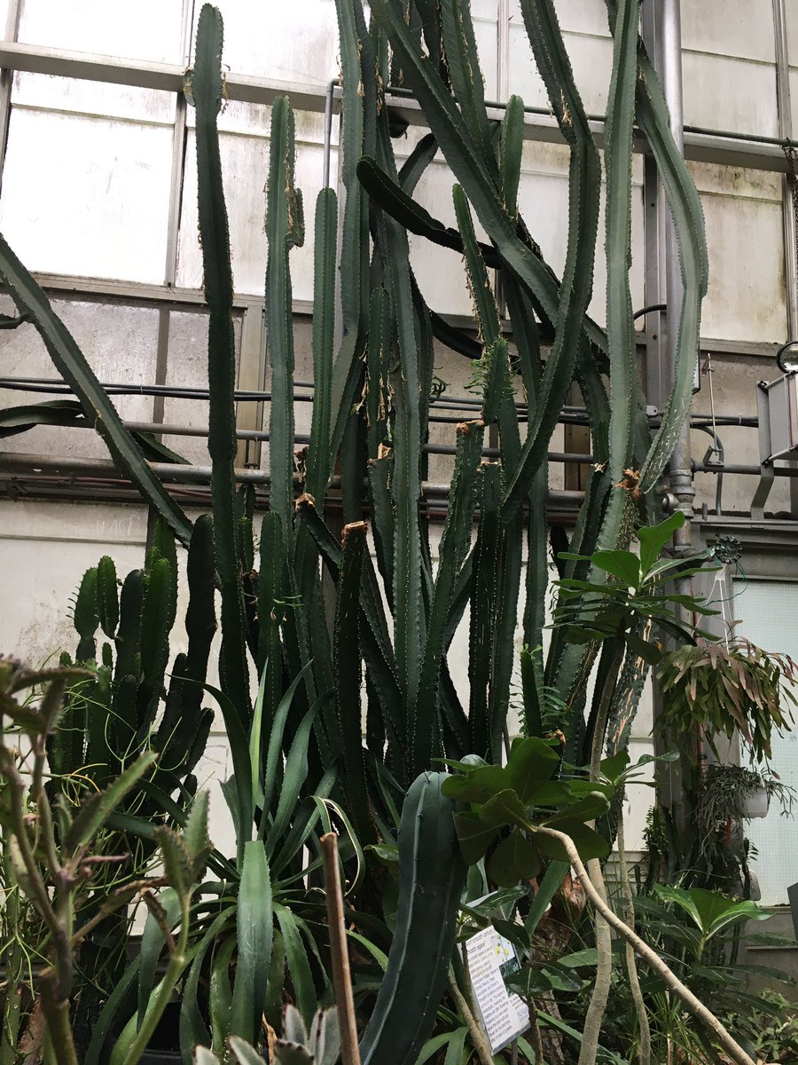 GWSSMathSci's tweet photo. A really interesting day at the 
McMaster greenhouse.  Who knew that plants could have such personality and amazing-ness.  #3UBiology #ExperiencialEd #TakeYourClassSomewhere https://t.co/cdHXCpUJ7q