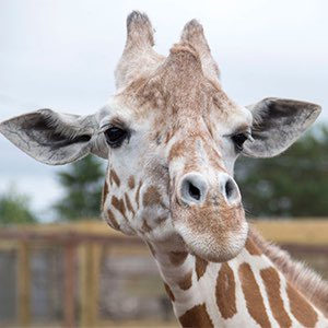 April The Giraffe (@aprilthegiraffe) on Twitter photo .<a href="/MusicKillsKate/">Katie Maloney</a> <a href="/twschwa/">tom schwartz</a> we hear you are headed to Upstate NY!! While you are here be sure to come visit the world’s most famous giraffe <a href="/AprilTheGiraffe/">April The Giraffe</a> at @AnmlAdvntrPark! We will be sure to make it a great time!! #PumpRules #ApriltheGiraffeRules .<a href="/MusicKillsKate/">Katie Maloney</a> <a href="/twschwa/">tom schwartz</a> we hear you are headed to Upstate NY!! While you are here be sure to come visit the world’s most famous giraffe <a href="/AprilTheGiraffe/">April The Giraffe</a> at @AnmlAdvntrPark! We will be sure to make it a great time!! #PumpRules #ApriltheGiraffeRules