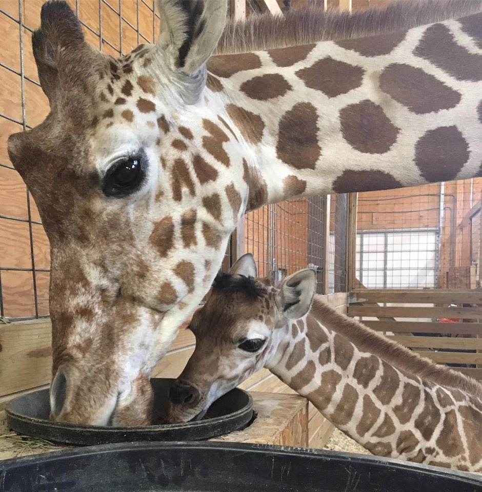 April The Giraffe tweet media