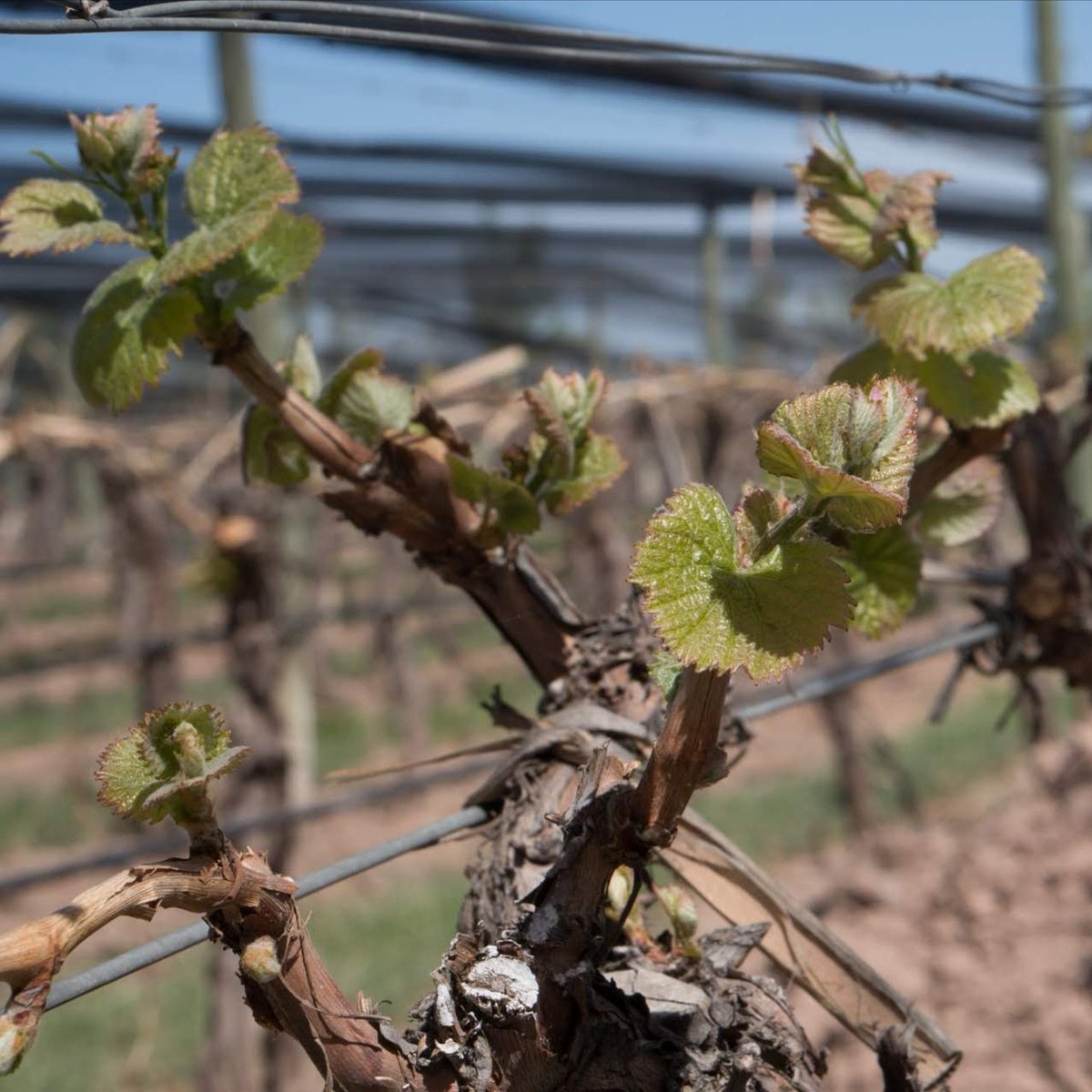Uncorking Argentina tweet media