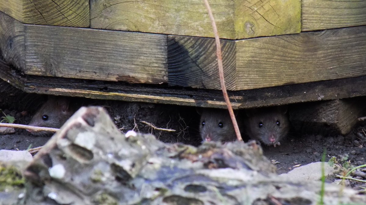 traceygb1's tweet photo. https://t.co/sSz1sSqSC2 Three Little Mice

Three little mice sat under a pot,
Arguing who should now go up top
And bring back some food—some nuts or some seed,
But which of the three could not be agreed... https://t.co/OKRNfum9rI