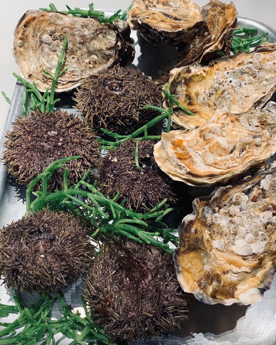 YuzuLondon's tweet photo. Meanwhile in Yuzu #Spitalfields...✨⁣ Wonderful Specials on today’s menu: #SeaUrchin and Fresh #Oysters. 
⁣
We look forward to welcoming you this evening!⁣ #WorldFoodDay https://t.co/Zmir2X82PT