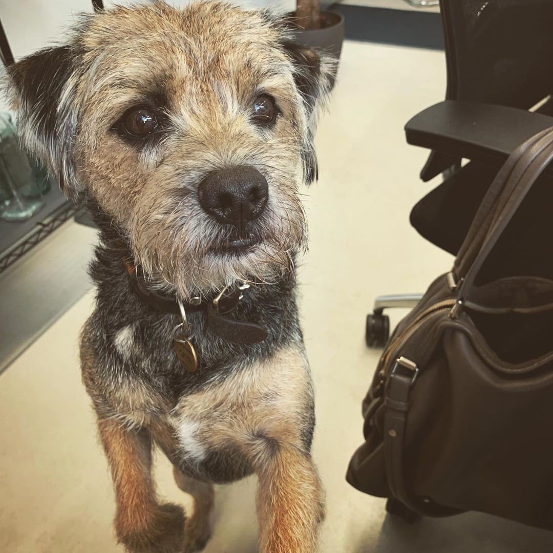 OVIDHealth's tweet photo. Murray the Chief Dog Officer is working remotely today and we're missing him in the office.๐พ #officedog #ovidhealth #healthcomms #flexibleworking https://t.co/WYPteyxQGO https://t.co/H1u1ZFSfGr