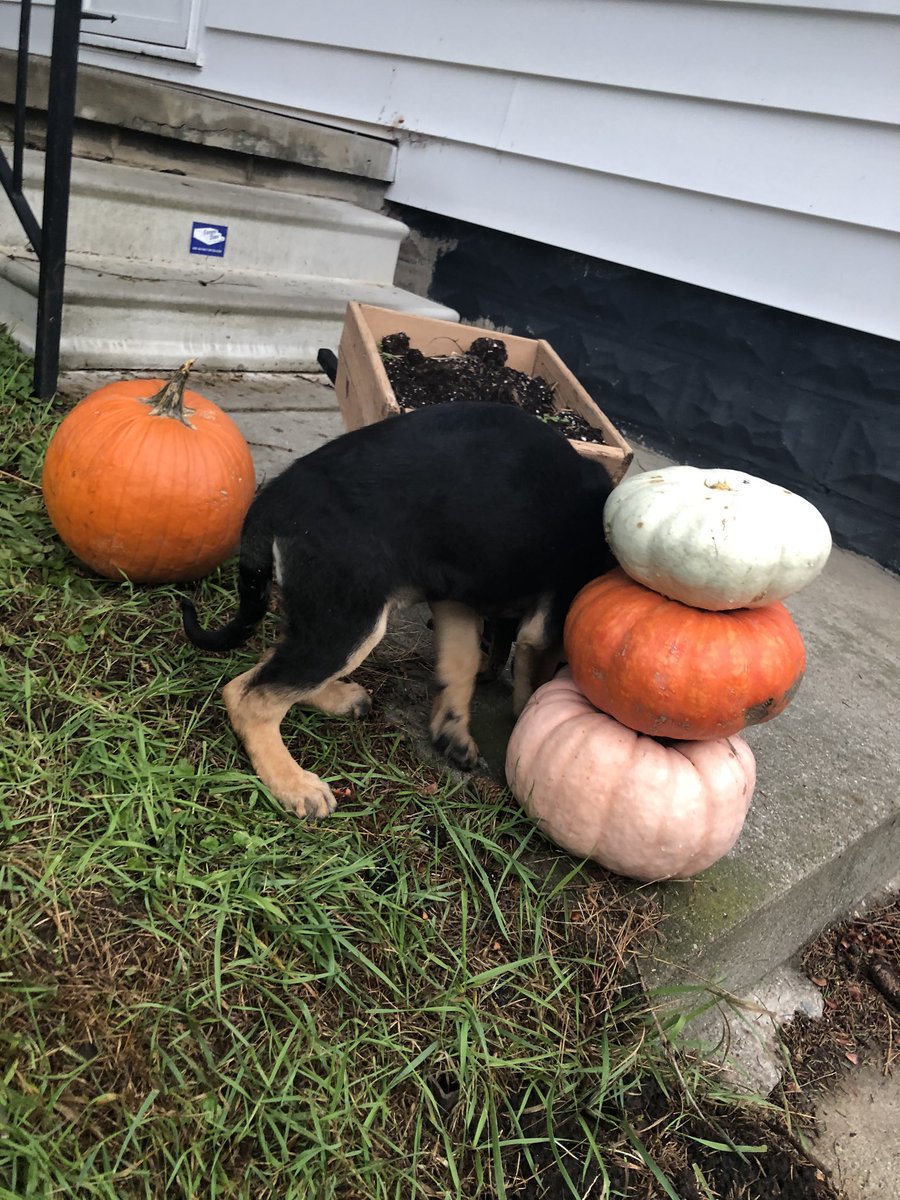 ash_vissotski's tweet photo. I can’t get a cute picture of my dog lately because all he wants to do is lick cement. https://t.co/6Lfe7bfoUY