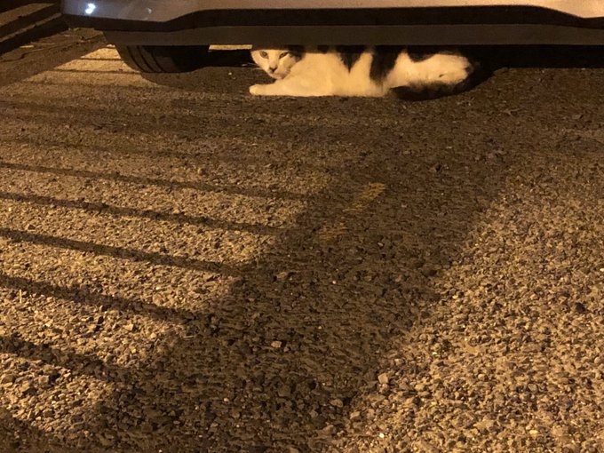 Twitterのコスプレ画像53