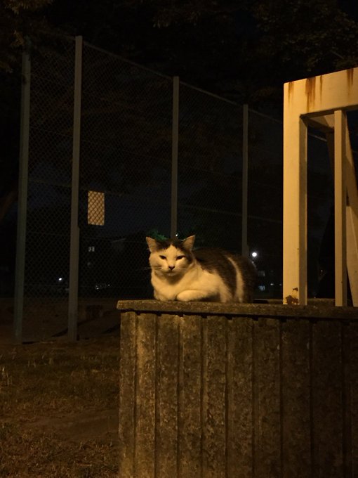 Twitterのコスプレ画像52