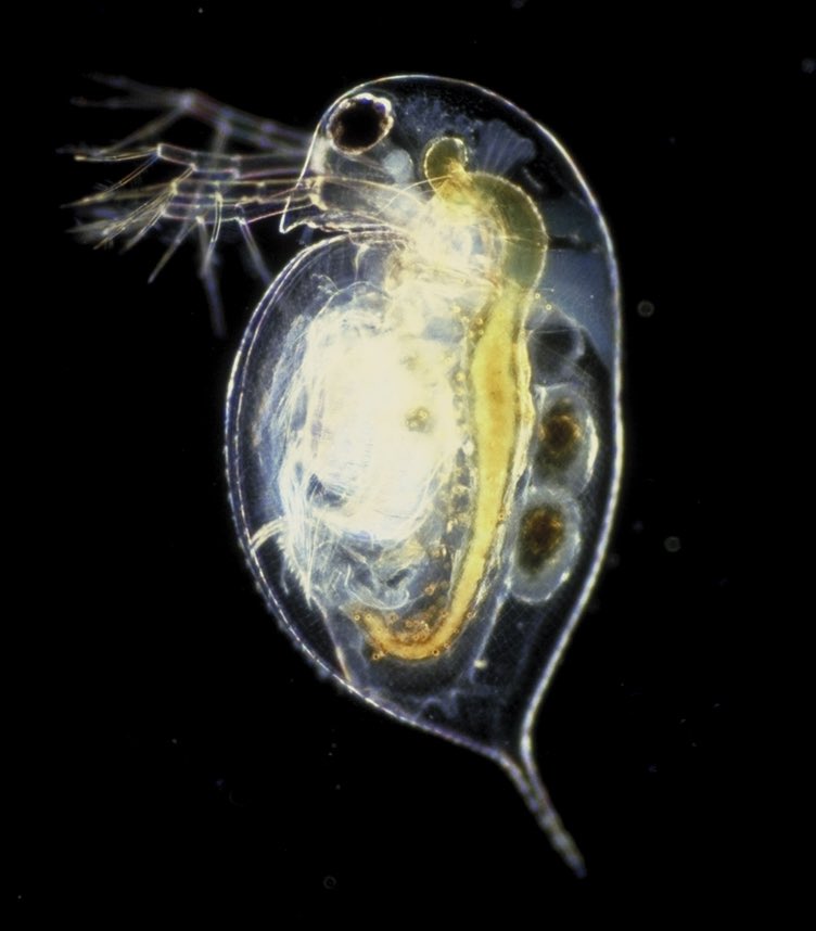 LizErdosy's tweet image. Some see a letter opener. I see a daphnia. #BiologyTwitter