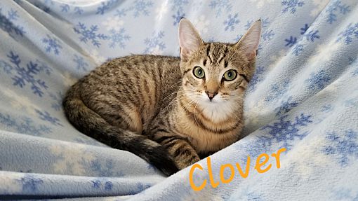 I'm Clover! I am very affectionate, cuddly and playful. I love to be around my human and would do great with small children since I love attention and being held! ow.ly/vzaS30pJ0no