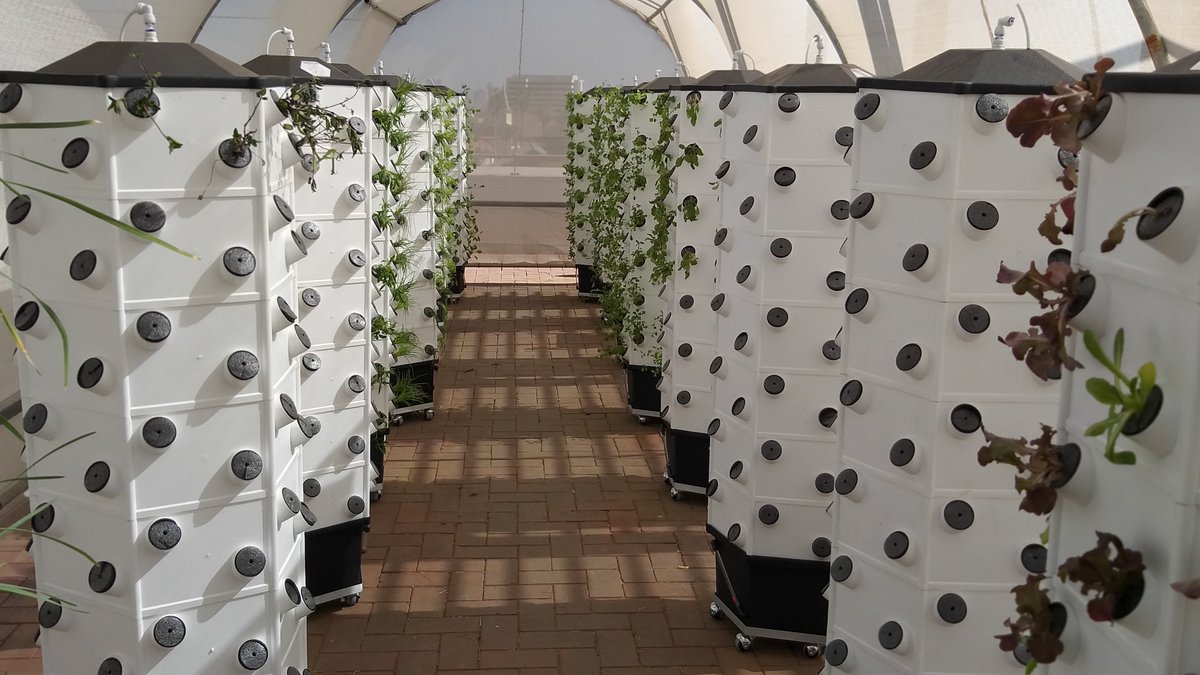 As we mark #WorldFoodDay, UP researchers are hard at work on developing new ways of feeding 10 billion people by 2050. Aeroponics – growing plants in the air with no soil and little water – allows even people living in small flats to grow food. Read more: ow.ly/fa0V50wMAOX