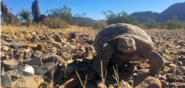 SERDP & ESTCP (@serdp_estcp) on Twitter photo Tracking #tortoises! <a href="/kevint_kevin/">Kevin Shoemaker</a> and his project team at <a href="/unevadareno/">University of Nevada, Reno</a> track tortoises across the desert with tools like radios and fluorescent powder to record data on the #climate resistance of the tortoise's reproductive #ecology. 🐢 go.usa.gov/xVvsh Tracking #tortoises! <a href="/kevint_kevin/">Kevin Shoemaker</a> and his project team at <a href="/unevadareno/">University of Nevada, Reno</a> track tortoises across the desert with tools like radios and fluorescent powder to record data on the #climate resistance of the tortoise's reproductive #ecology. 🐢 go.usa.gov/xVvsh