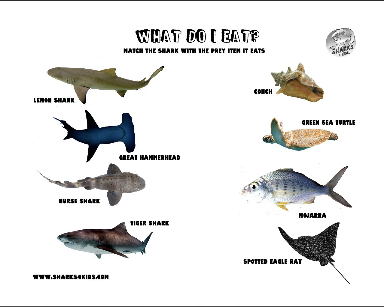 Shark Education on Twitter: "What do #sharks eat? Check out our #