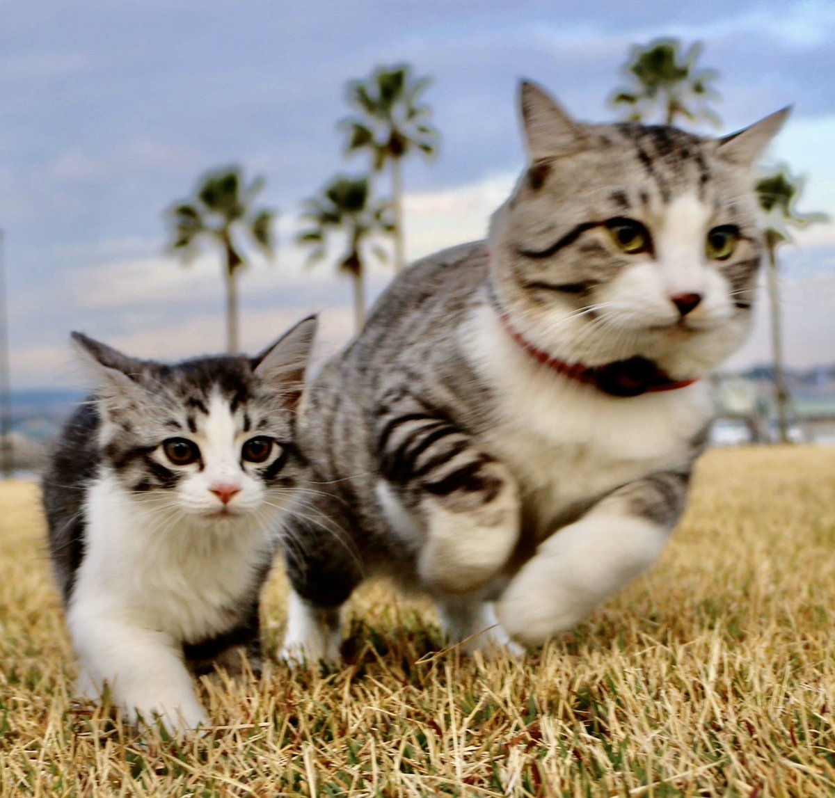 旅猫ニャン吉 Twitterissa あまりん 初めてのパトロール 生後2ヶ月頃にゃりん 猫 고양이 แมว 貓 Koshka Qata Chat ニャンスタグラム にゃんすたぐらむ Gato 喵星人 ねこ部 旅猫 動物 ねこのきもち ニャン吉 Kawaii 保護猫 イケニャン Japan