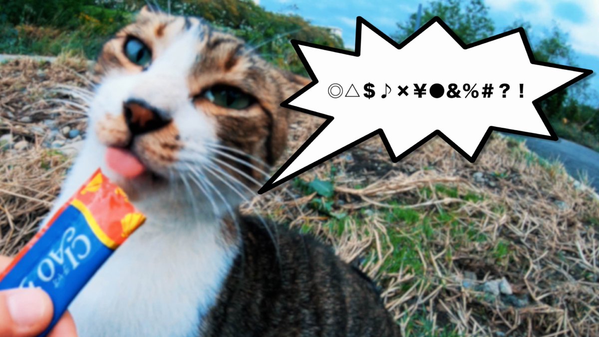 basseycats's tweet photo. 【Youtube】【多摩川の猫】猫が独り占めしようとする時のえげつない鳴き声 Click→→→ https://t.co/HZWc8IyjHy
#動画 #猫動画 #猫好き #野良猫 #台風19号 #cat #猫好き #猫 #ねこ #猫部 #ねこ部 #GoProHERO7 #広角 #台風被害 #台風 #災害 #猫好きさんと繋がりたい #��摩川氾濫 #拡散希望 #多摩川 https://t.co/zcqTkbD0IC