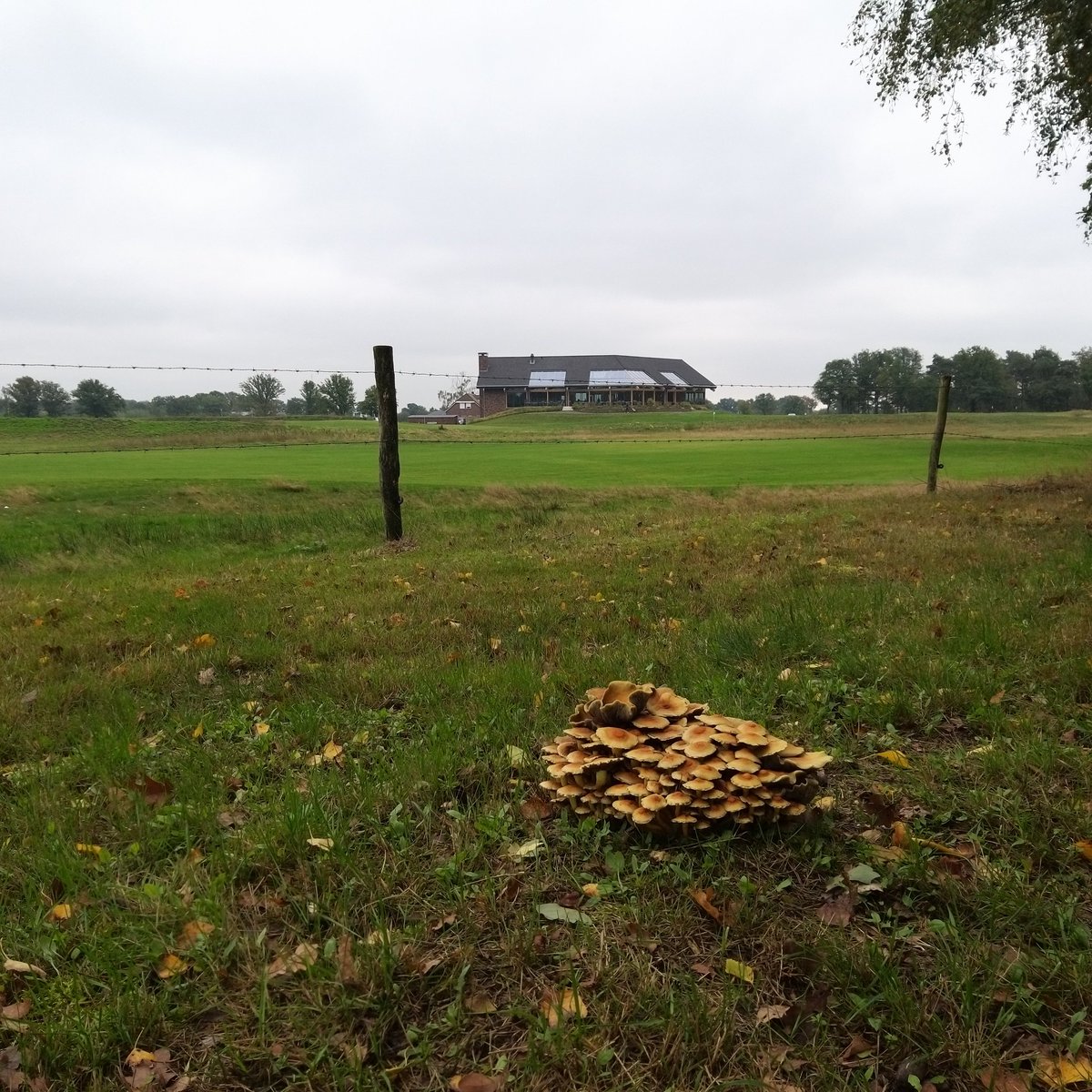 Golfbaan Swinkelsche tweet media