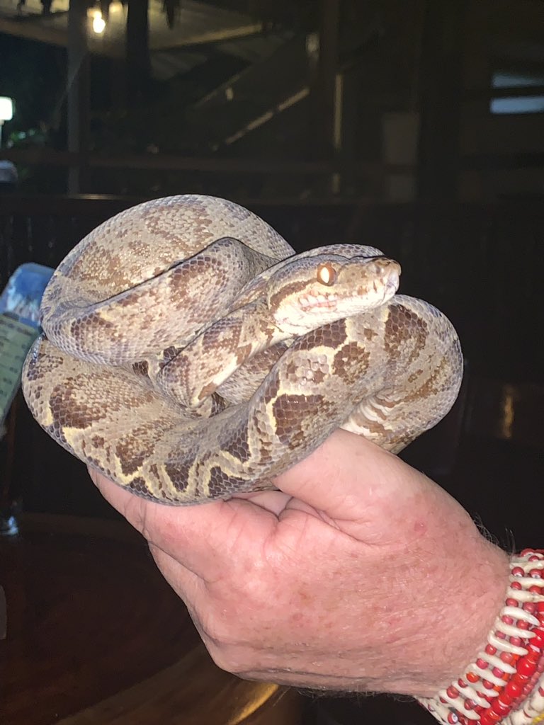 MananaZoo's tweet photo. You never know what you’ll find hanging around the lodge in Peruvian Amazon! #ProjectSelva #SAZoo https://t.co/DrdiVShjH8