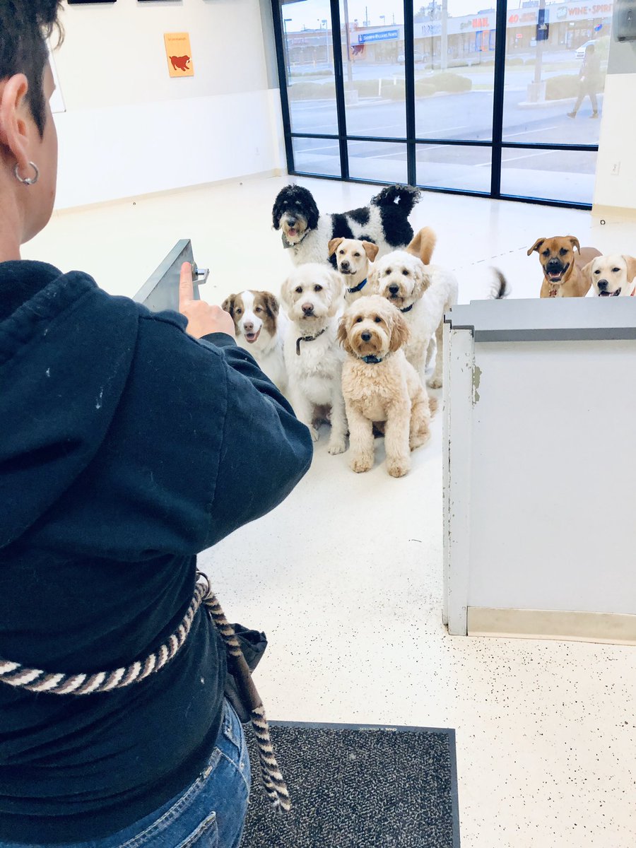 BarkTutor's tweet image. At Bark Tutor, we work to reinforce training within our playgroups so we can focus on two very important components:

1. Distractions 
2. Waiting at doorways 

Here, you see Casey reinforcing these key aspects of the training process.