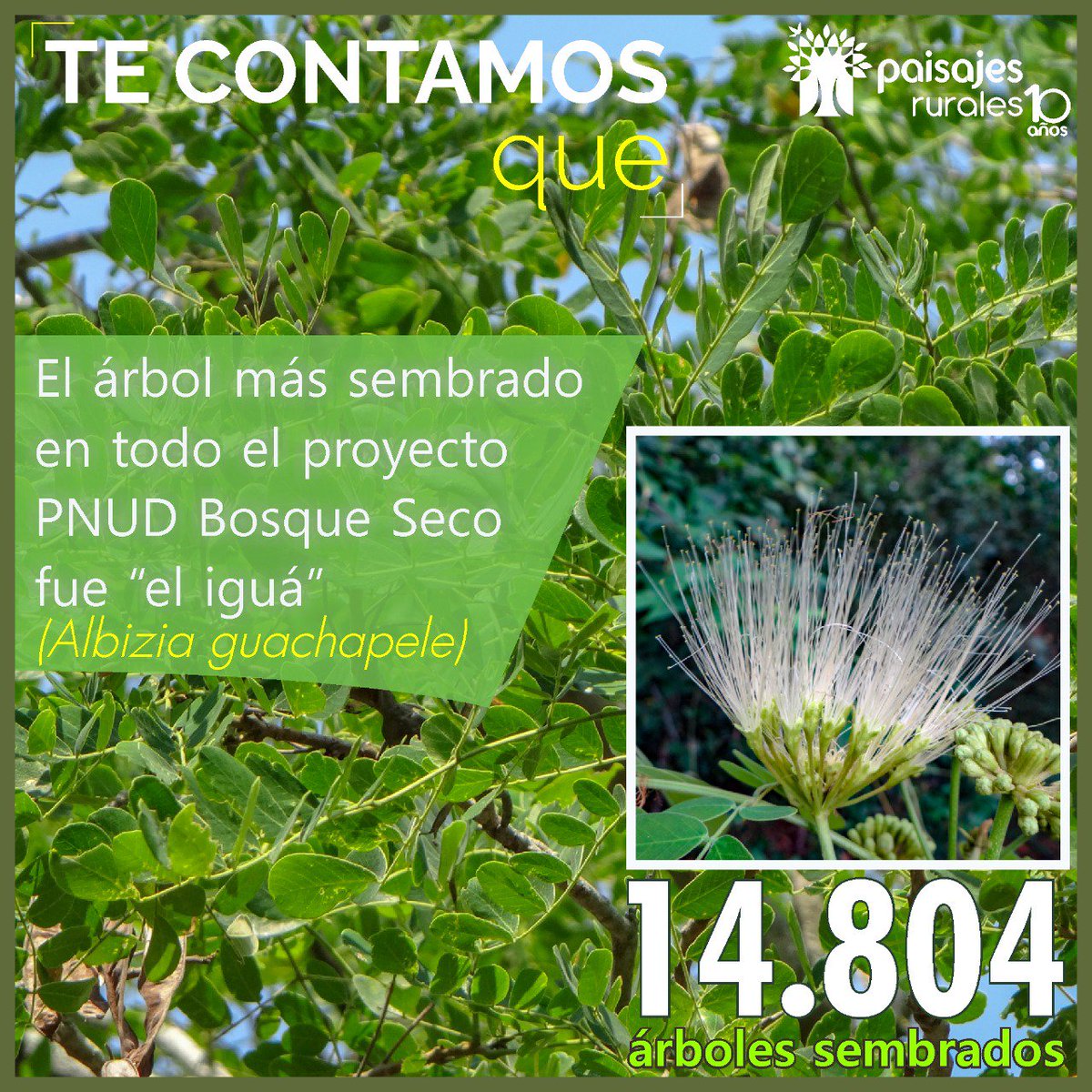 PaisajeRurales's tweet photo. En el marco del #ProyectoBosqueSeco del @PnudColombia, el Iguá (Albizia guachapele) fue el árbol más sembrado en predios de Guardianes del Bosque Seco en las zonas de Aipe (Huila), Natagaima (Tolima) y Dagua (Valle del Cauca). Su tasa de mortalidad en campo ha sido inferior al 5% https://t.co/XN8DGOVB8U