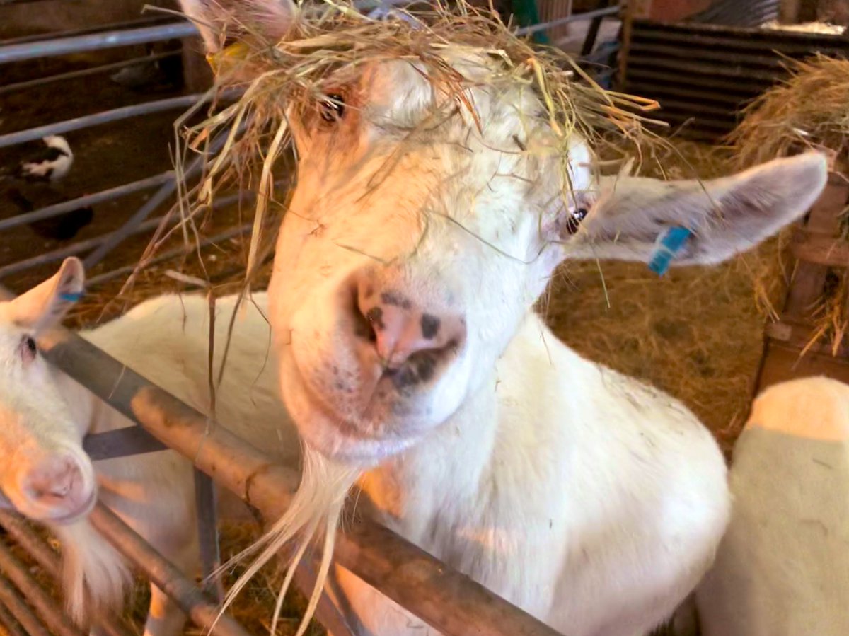 Farmily_buckets's tweet photo. Great to see the @caenhillcc video with the farm goats earlier, they are so much fun, and super stylish of course... #caenhillcc #goats #goatstyle #farm #farmstyle https://t.co/oMCZNwVep1