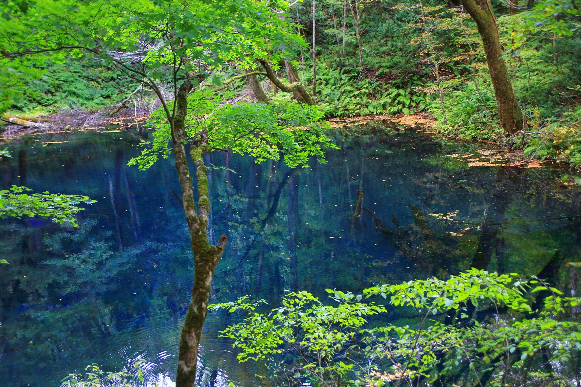 京都もよう Kyoto Moyou 青森県 十二湖 沸壺の池 青池とは別の池ですが十分青いです 19 10 16撮影 沸壺の池 十二湖 十二湖散策 青い池 白神山地十二湖 白神山地 青森県 深浦 深浦町 西津軽郡 Aomori Instagramjapan