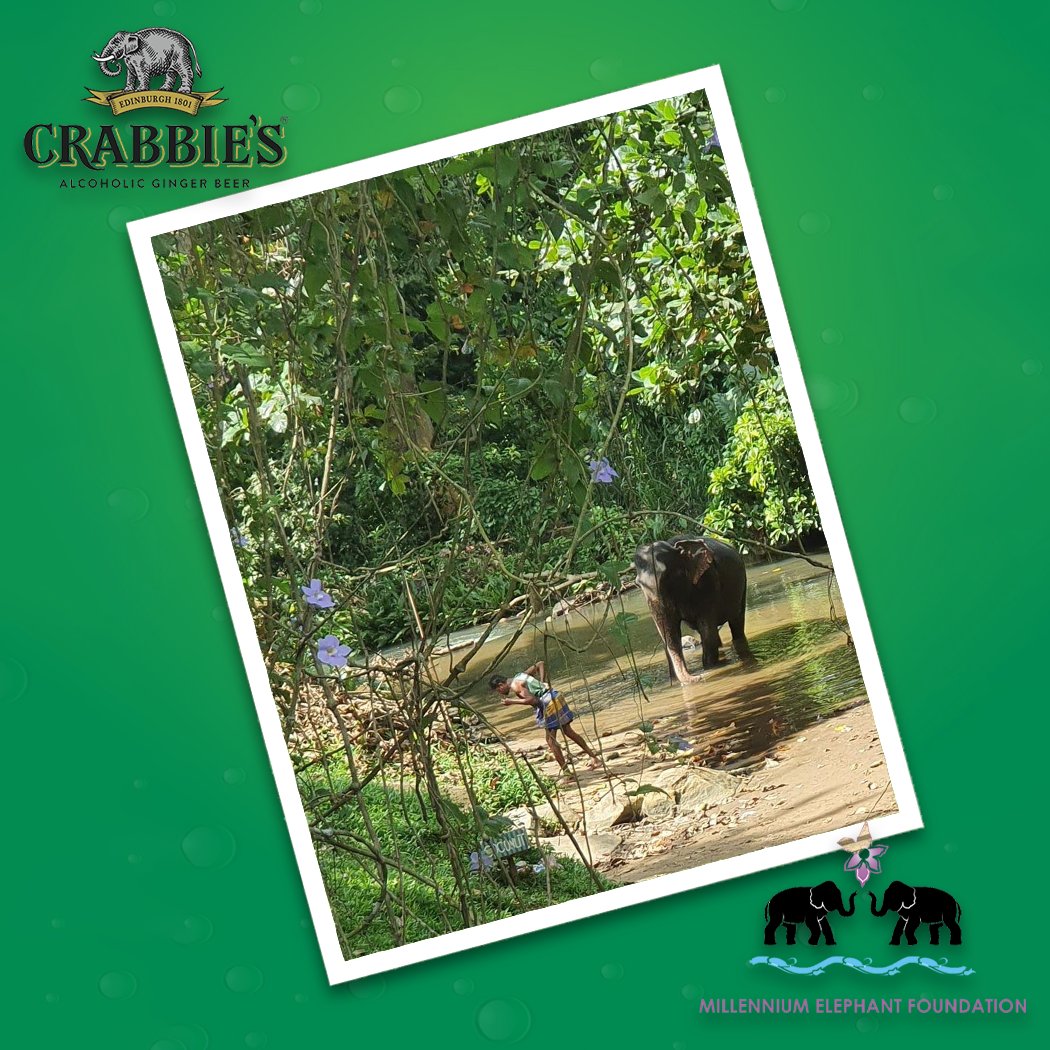 What a beautiful day for a swim 🏊🐘 

If you’d like to help keep our Elephant to have more land in which to play and be free then please donate here: crabbi.es/JustGiving 

#MEF #GiveItSomeGinger