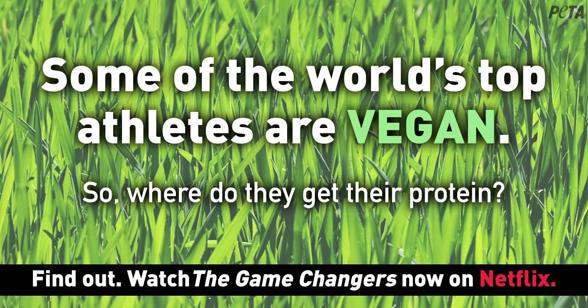 The film everyone's been talking about is now on @Netflix! 

Featuring some of the strongest athletes in the world, #TheGameChangers <a href="/gcmovie/">The Game Changers</a>, executive produced by <a href="/JimCameron/">James Cameron</a>, highlights how #vegans don't just survive on plant protein — they THRIVE. peta.vg/2lzr