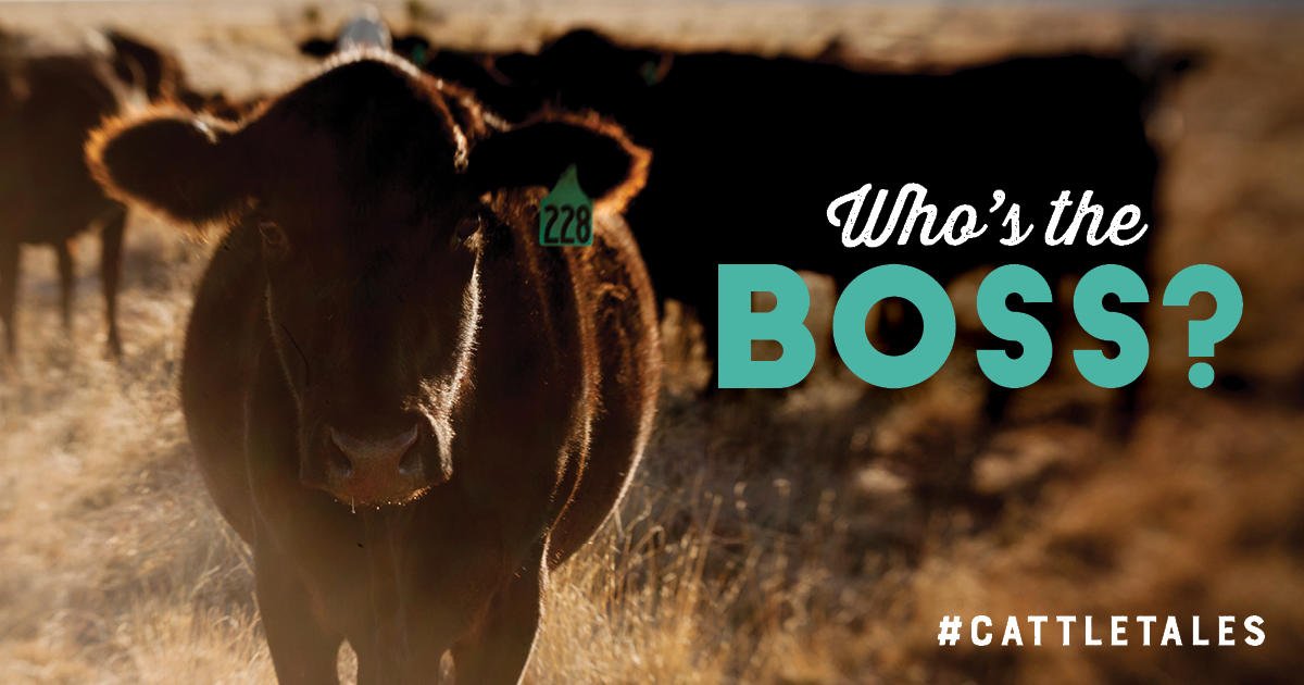 CattleTales's tweet photo. If your herd doesn't have a boss cow, do you even have cows?
#NationalBossDay #BossCow https://t.co/tx554VObfn